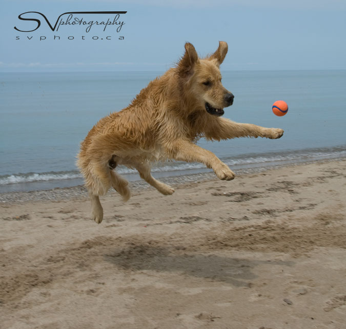 golden-retriever-lunges-for-ball