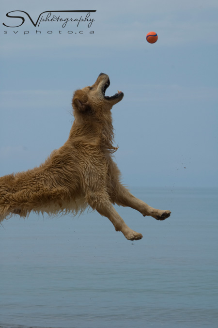 golden-retriever-mouth-open-for-ball