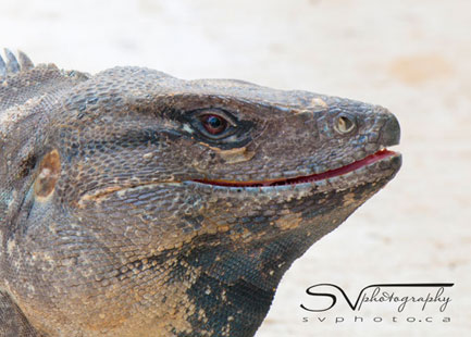 smiling-iguana