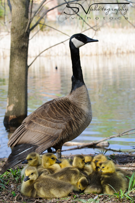canadian-goose-and-gosling-gathering