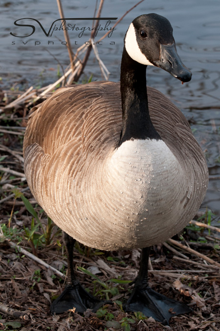 canadian-goose