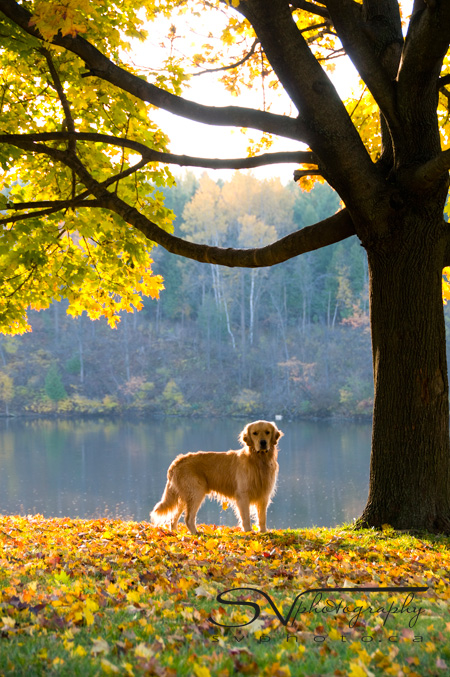 golden-retriever-and-maple-direct