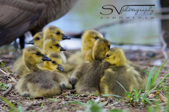 gosling-gathering