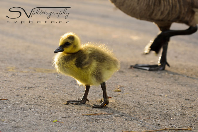 gosling-walking