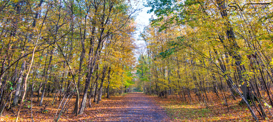 pathway through fall
