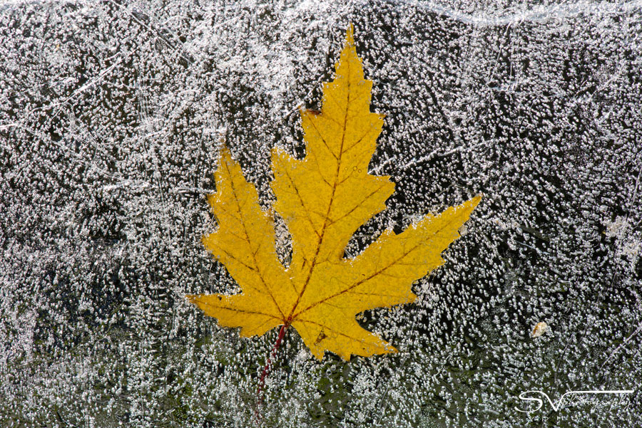 leaf under ice