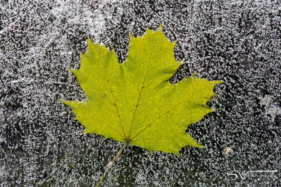 maple leaf under ice