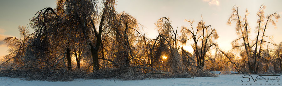 ice storm 2013 markham panoramic view of trees at milne dam conservation park at sunset