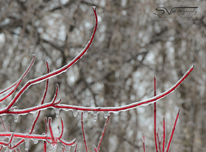 ice storm 2013 the red branches of a silver leaf dog wood coated in ice