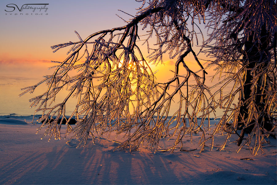 the sun rises branches with a thick layer of ice after the ice strom