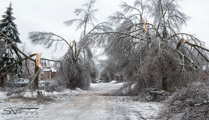 trees fallen on street after ice storm 2013 in markham