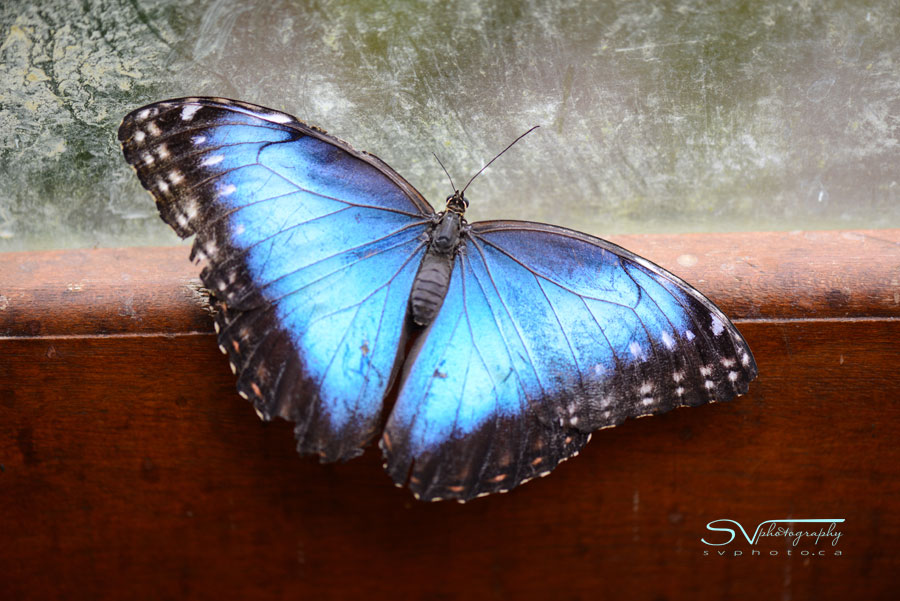 blue morpho butterfly in costa rica