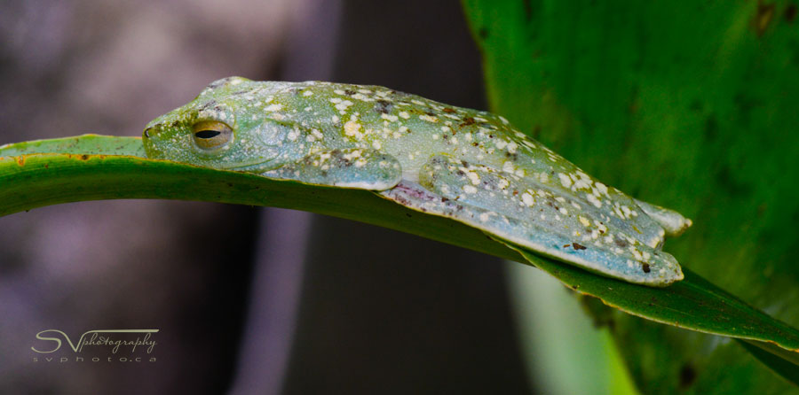 costa rica leaf frog