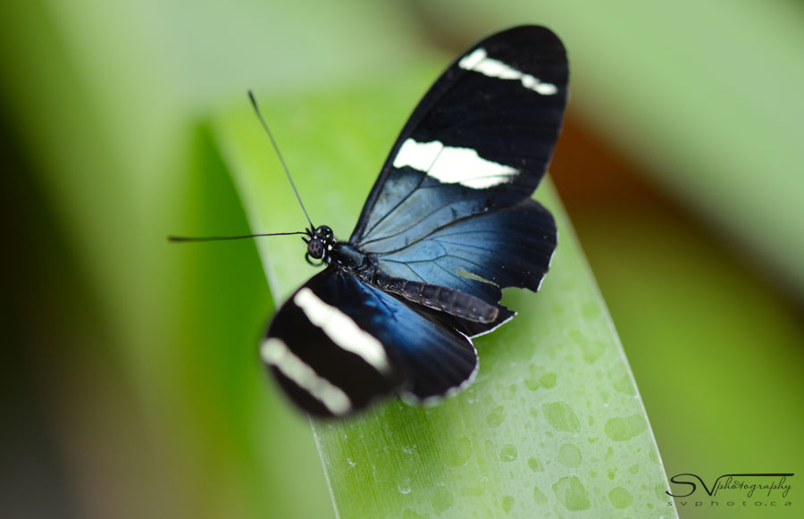 costa rican butterfly