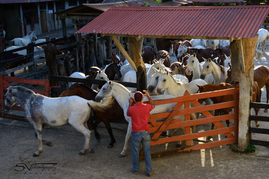 horses at hacienda guachipelin