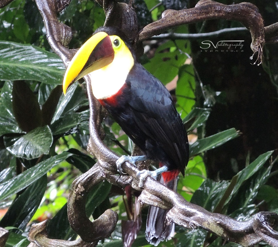 keel billed toucan in costa rica