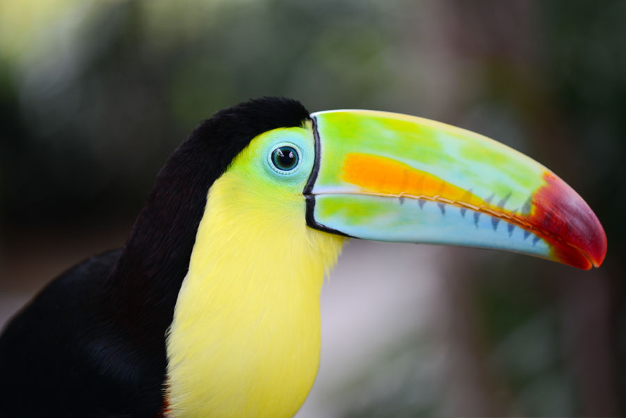 rainbow billed toucan in costa rica