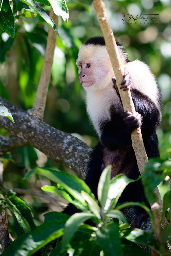 white faced monkey in tree in costa rica