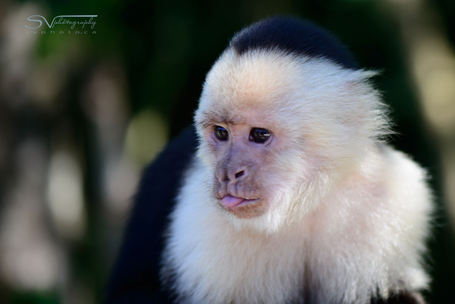 white faced monkey with tongue out