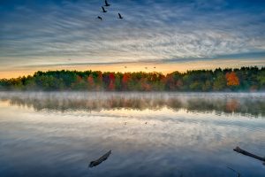 fall folliage misty morning canadian geese sunrise