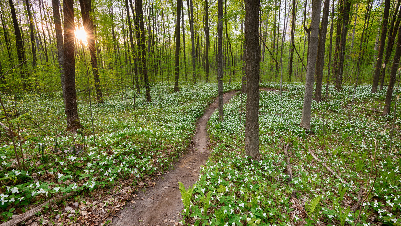 A path through a densely wooded area and a carpet of trilliums landscape photography