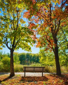bench with two colorful maple trees in fall