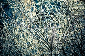 frost covered branches in winter
