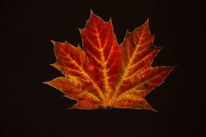 isolated red orange autumn maple leaf