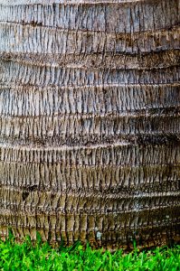 close up picture palm tree trunk