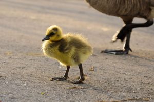 cute gosling chick walking