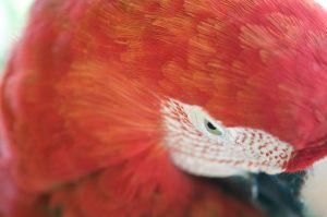 close up of the eye of a red parrot