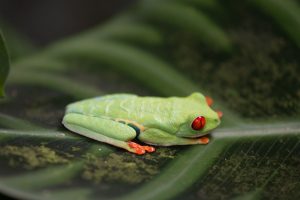 green tree frog red eyes on leaf