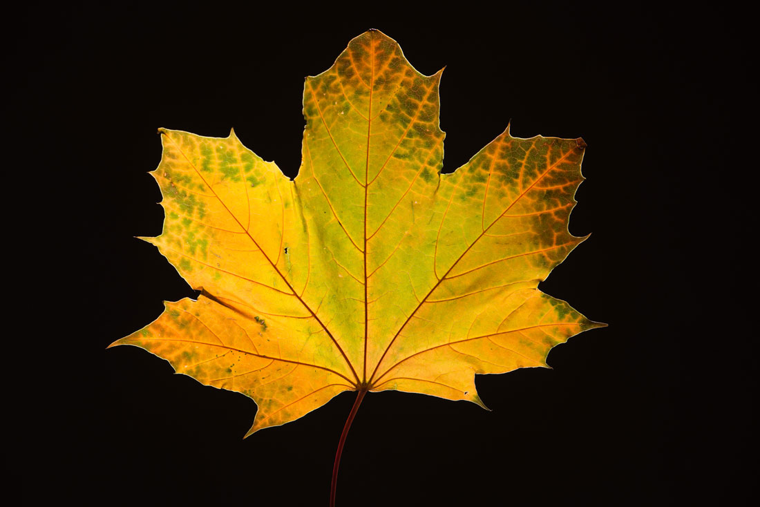 Maple Leaf in Fall2