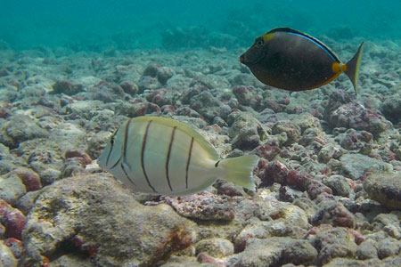 Hanauma Bay Fish 2