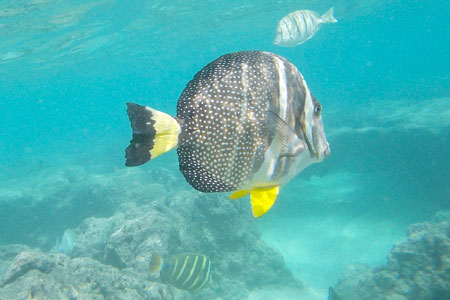 Hanauma Bay Fish